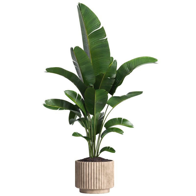 Indoor plant 017 - Image 3