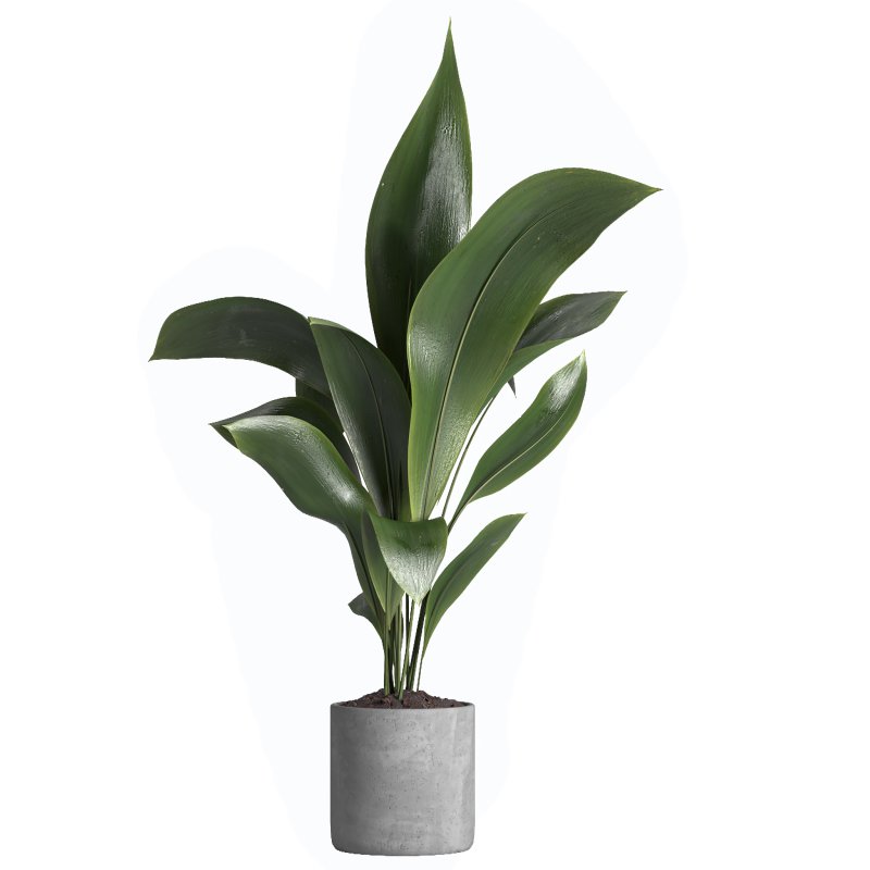 indoor plant 021 - Image 3