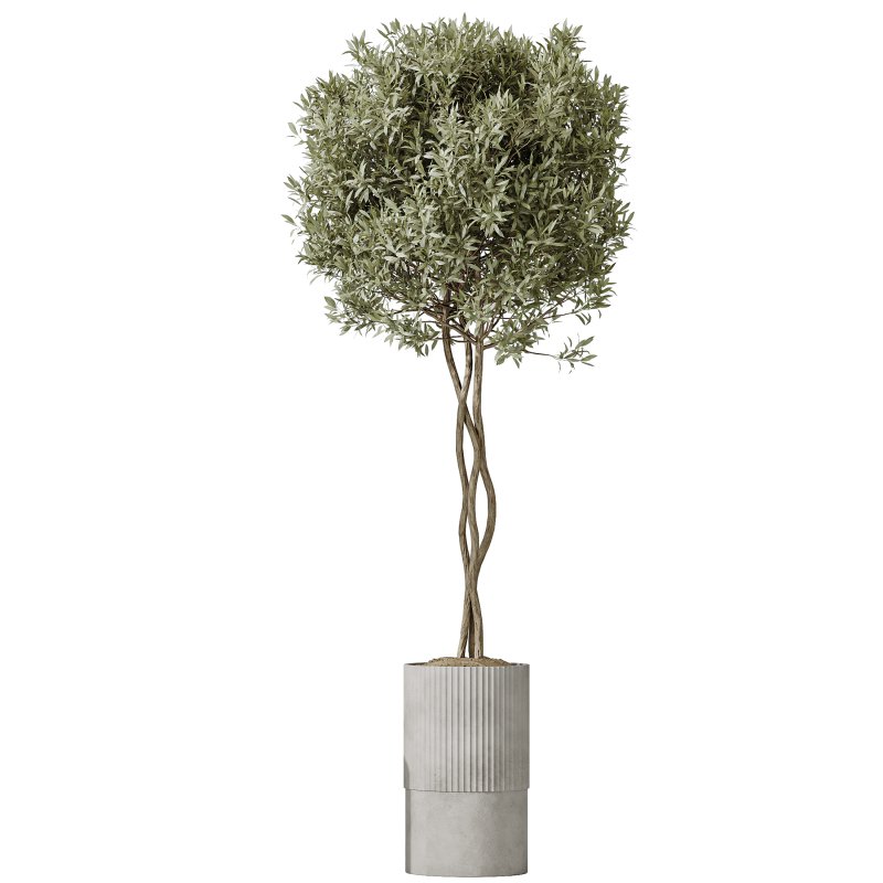 AV Indoor Plants Set 245 Bird Of Paradise Lime Cane Olive Branche Cast Iron Plant - Image 1