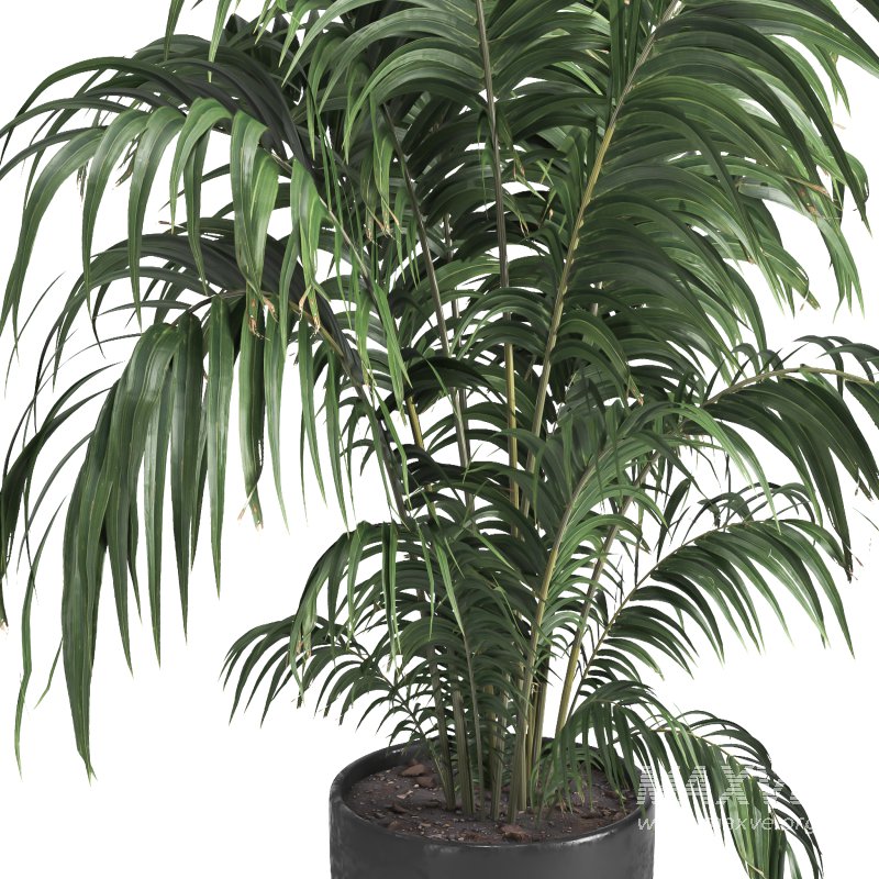Indoor plant 013 - Image 3