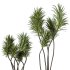 AV Indoor Plants Set 240 China Orange Tree and Spineless Palm and Peace Lily and Mission Olive - Thumbnail 1