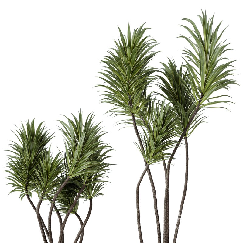 AV Indoor Plants Set 240 China Orange Tree and Spineless Palm and Peace Lily and Mission Olive - Image 1