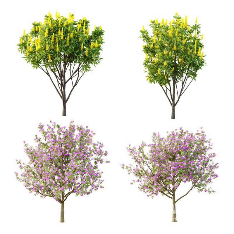 Italian Cypress Tree 4 - Image 2