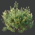 AV Spring bushes Kapebonavista Lutea Golden Shrimp and Phillyrea Rosemarinifolia Nana - Thumbnail 4