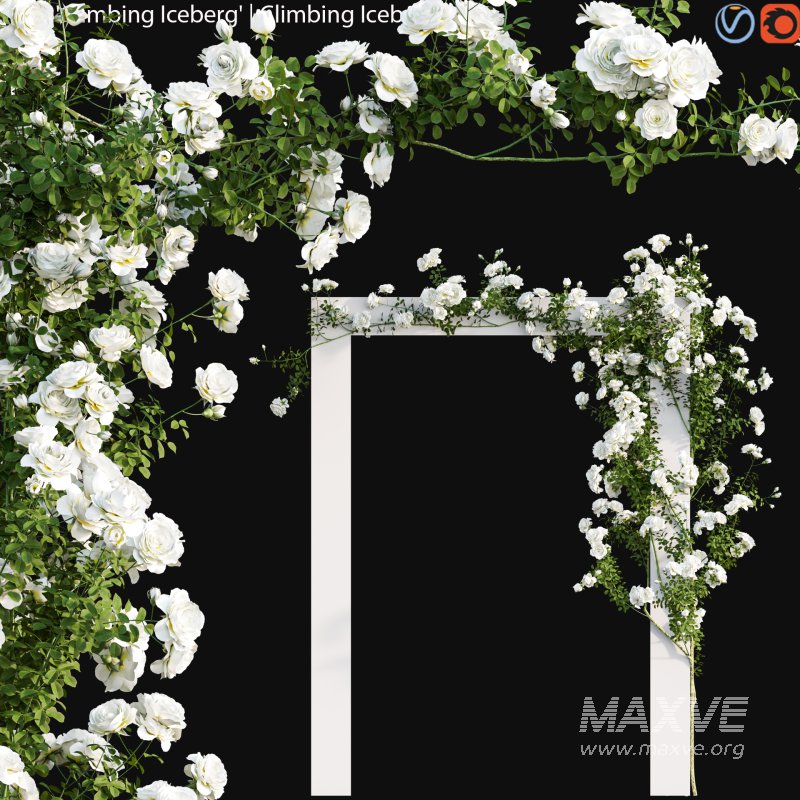 Climbing Iceberg Rose 01 - Image 1