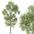 AV Plants Carya Glabra Ovalis Caryer Rouge Hickory - Thumbnail 3