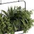 Indoor plants- Hanging Plants in Box- set178 - Thumbnail 1