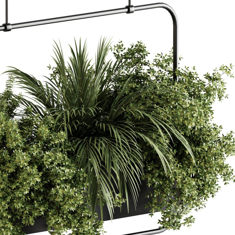 Indoor plants- Hanging Plants in Box- set178 - Image 1