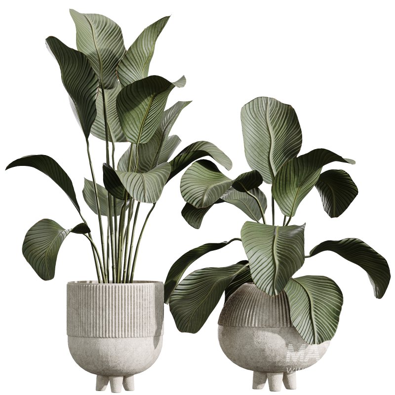 AV Indoor Plants Set 237 Mission Olive Tree and Calathea Lutea Cuban Cigar - Image 3