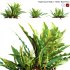 Asplenium nidus | Birds Nest Fern | 01 - Thumbnail 1