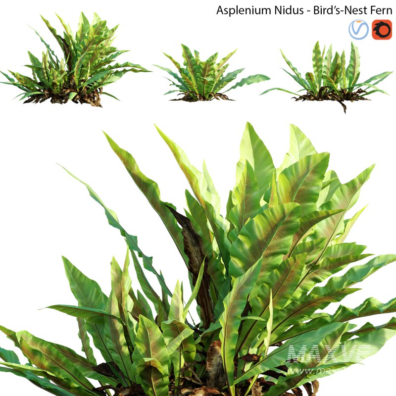 Asplenium nidus | Birds Nest Fern | 01 - Image 1