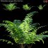 Phlebodium aureum – Blue Star Fern – 02 - Thumbnail 1