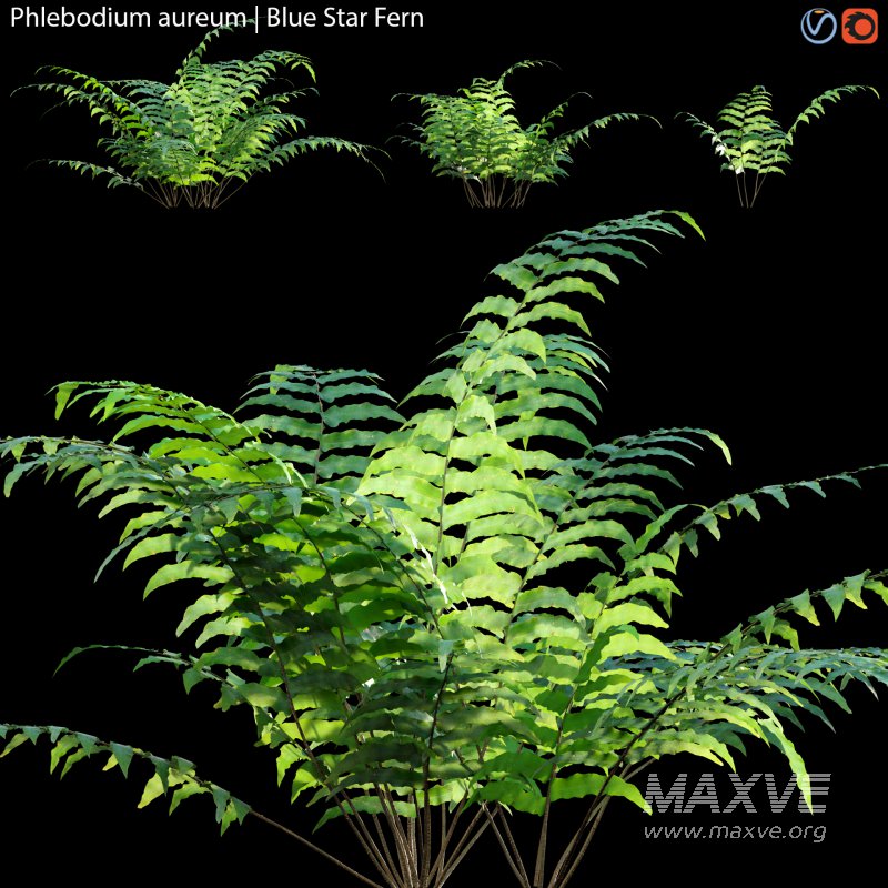Phlebodium aureum – Blue Star Fern – 02 - Image 1