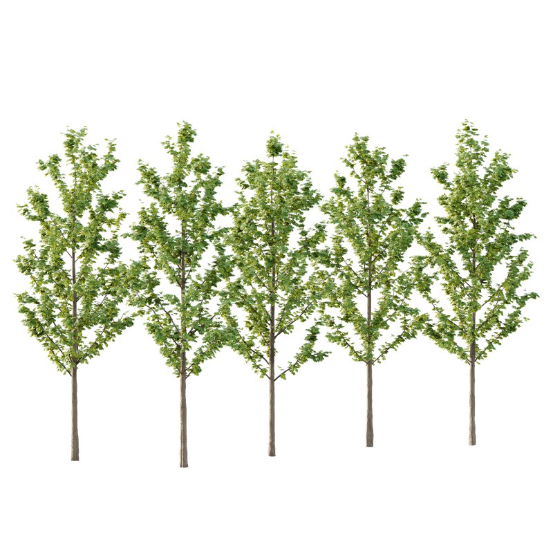 Acer Pseudoplatanus Tree 03 - Image 4