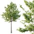 Acer Pseudoplatanus Tree 02 - Thumbnail 4