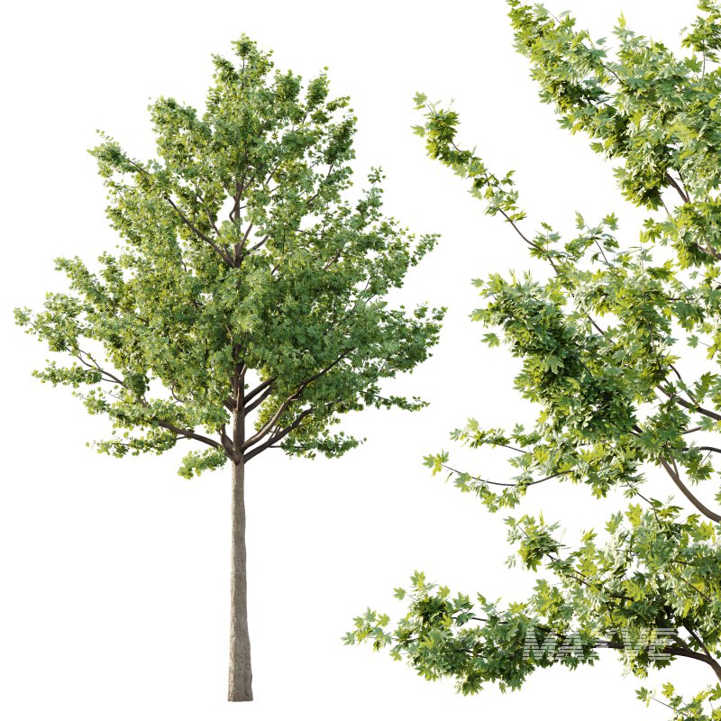 Acer Pseudoplatanus Tree 02 - Image 4