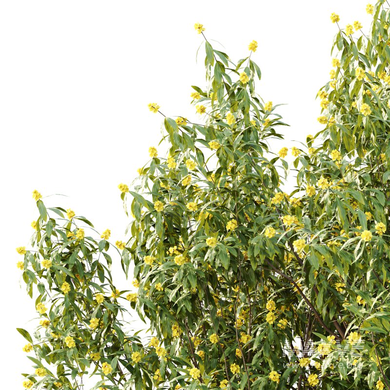 Water Gum Tree 03 - Image 5