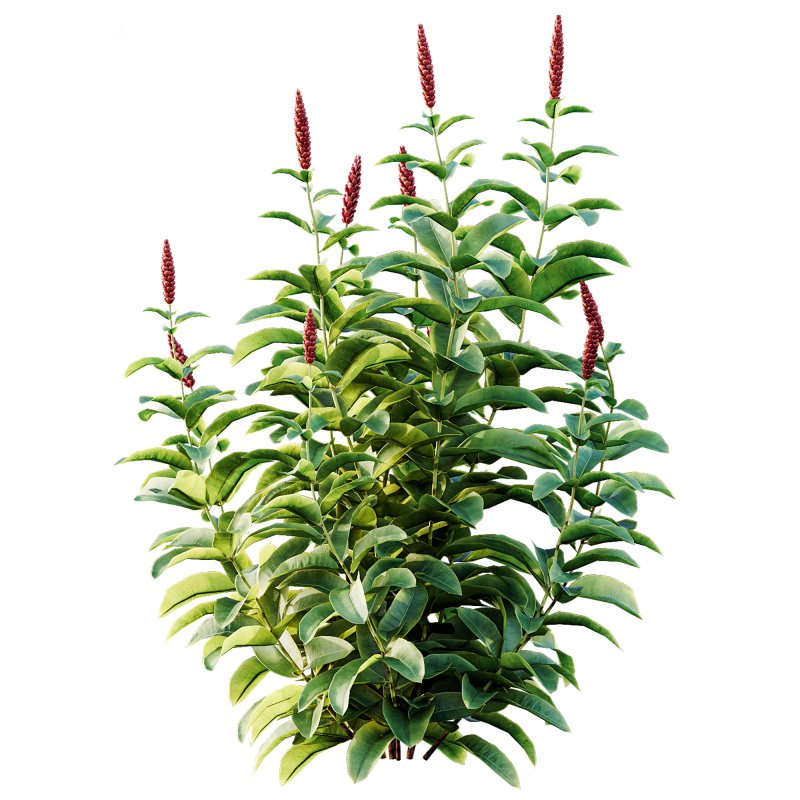 ntal richness. The Rhododendrons burst with densely packed floral spheres in rich pink, purple, and blue tones, while the Crape Ginger displays upward-pointing crimson buds atop lush, lance-shaped foliage. - Image 3