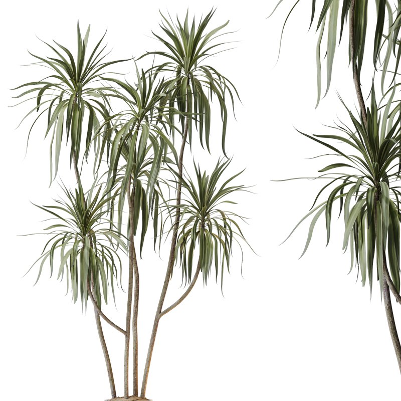 AV Indoor Plants Set 245 Bird Of Paradise Lime Cane Olive Branche Cast Iron Plant - Image 2