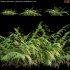 Mother spleenwort | Asplenium bulbiferum | Fern 02 - Thumbnail 1