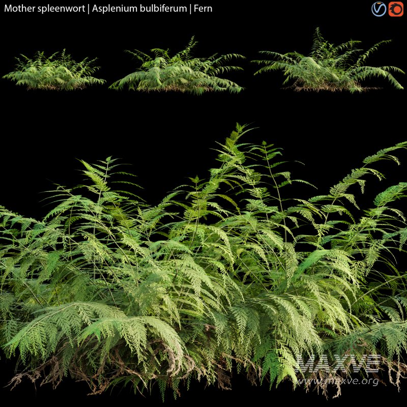 Mother spleenwort | Asplenium bulbiferum | Fern 02 - Image 1