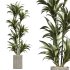 AV Indoor Plants Set 239 Mission Chemlali Olive Spineless Palm Lemon Cane Paradise - Thumbnail 2