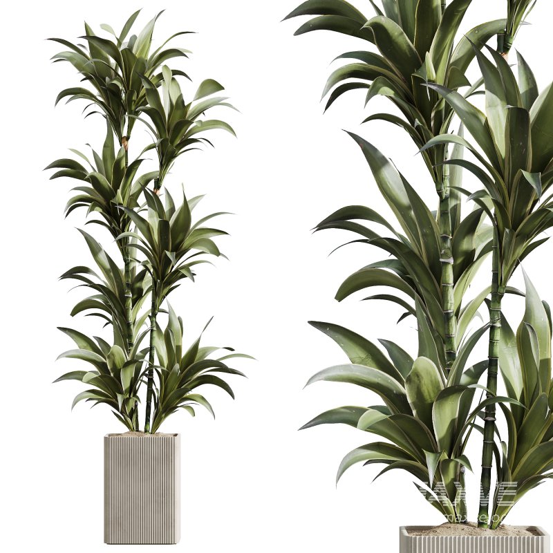 AV Indoor Plants Set 239 Mission Chemlali Olive Spineless Palm Lemon Cane Paradise - Image 2
