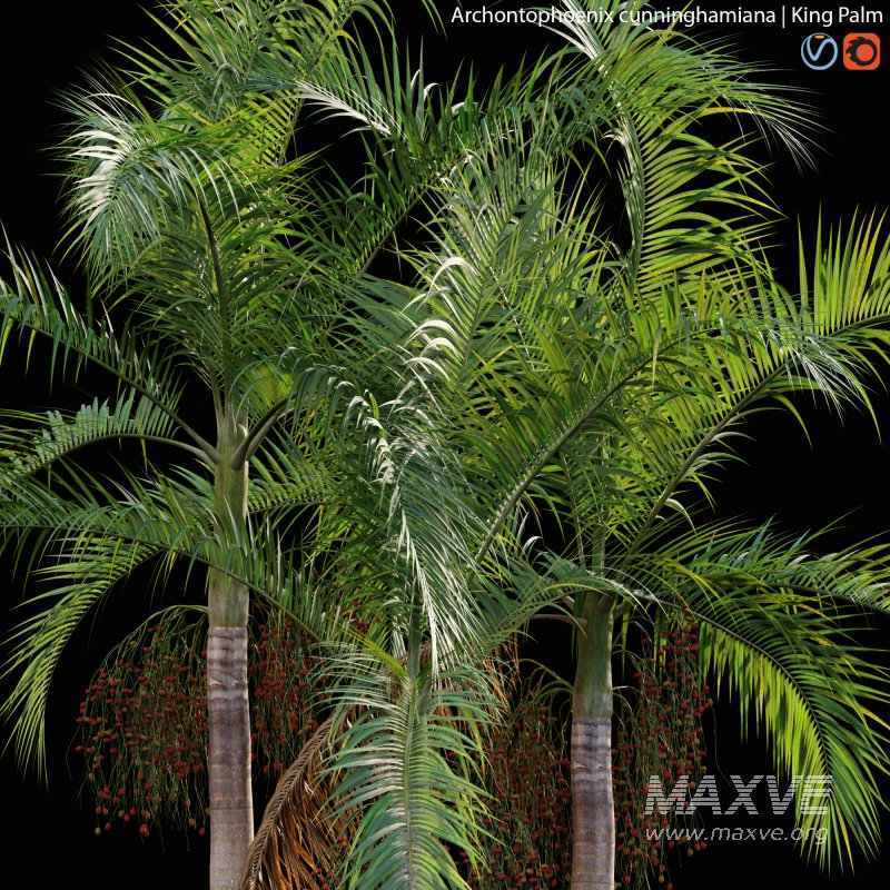 Archontophoenix cunninghamiana – King Palm – 01 - Image 2
