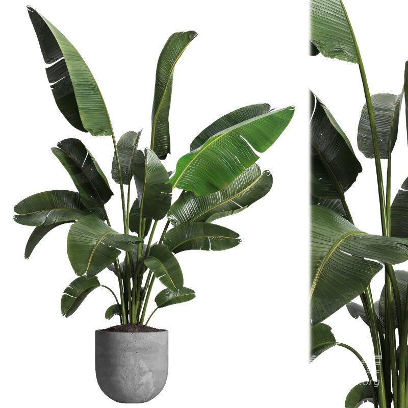 indoor plant 030 - Image 1