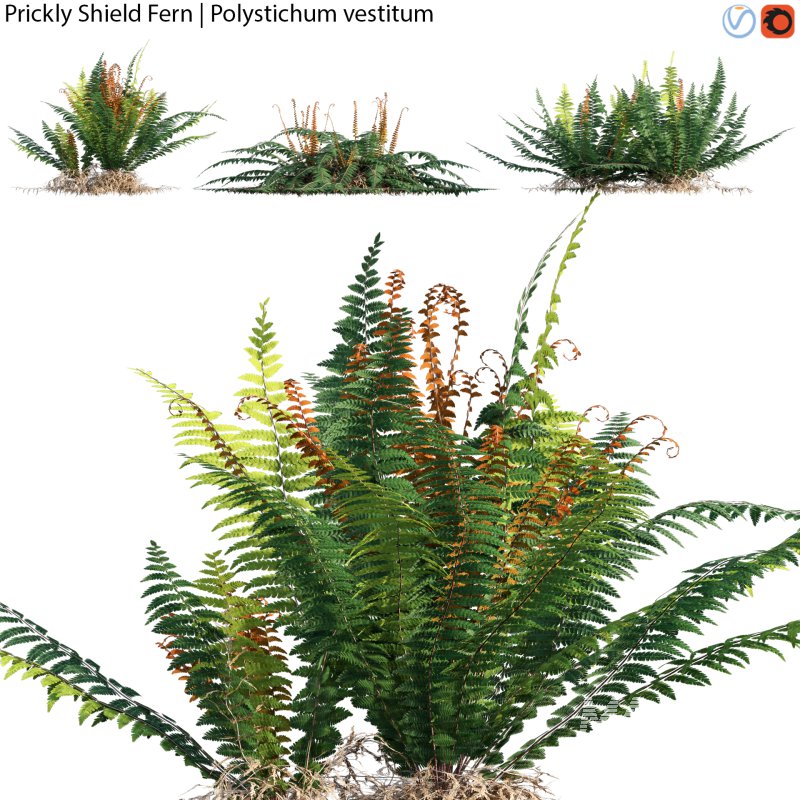 Prickly Shield Fern – Polystichum vestitum – 02 - Image 1
