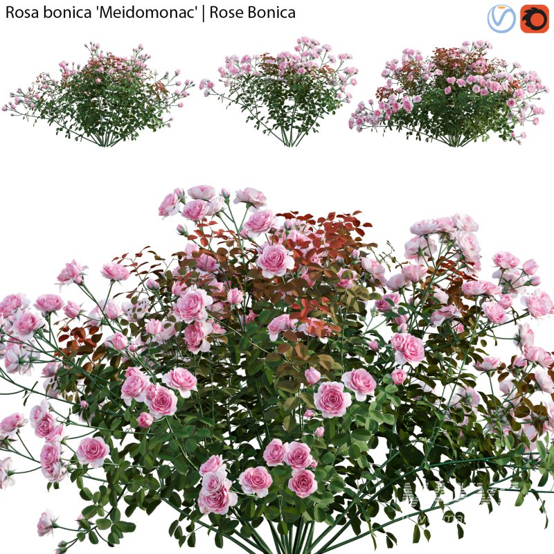 Rose | Rosa bonica Meidomonac | Rose Bonica – 01 - Image 1