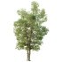 AV Plants Carya Glabra Ovalis Caryer Rouge Hickory04 - Thumbnail 3