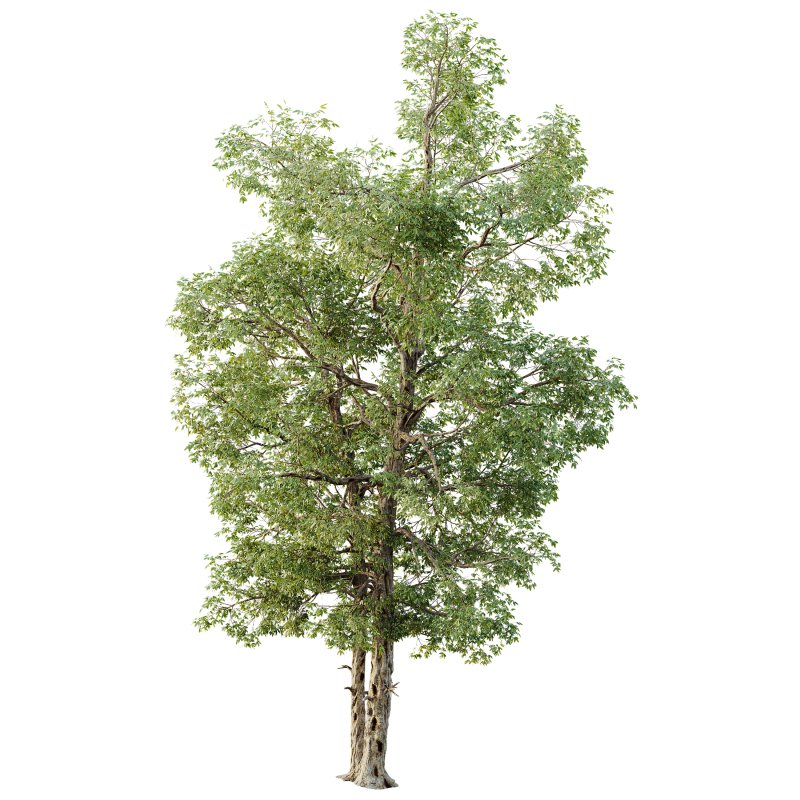 AV Plants Carya Glabra Ovalis Caryer Rouge Hickory04 - Image 3