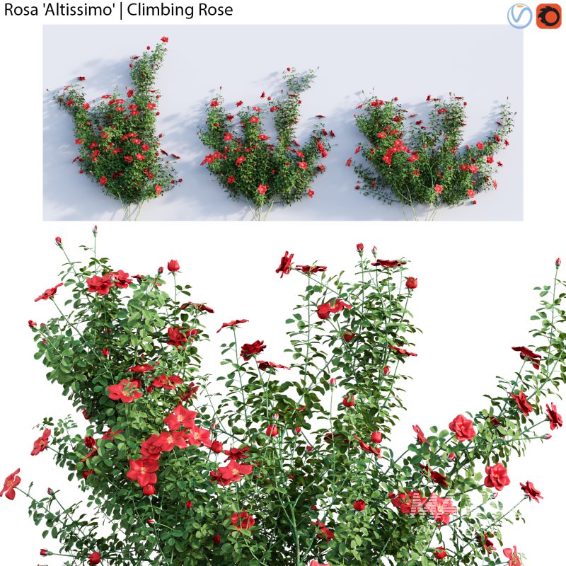 Rosa Altissimo | Climbing Rose 01 - Image 1