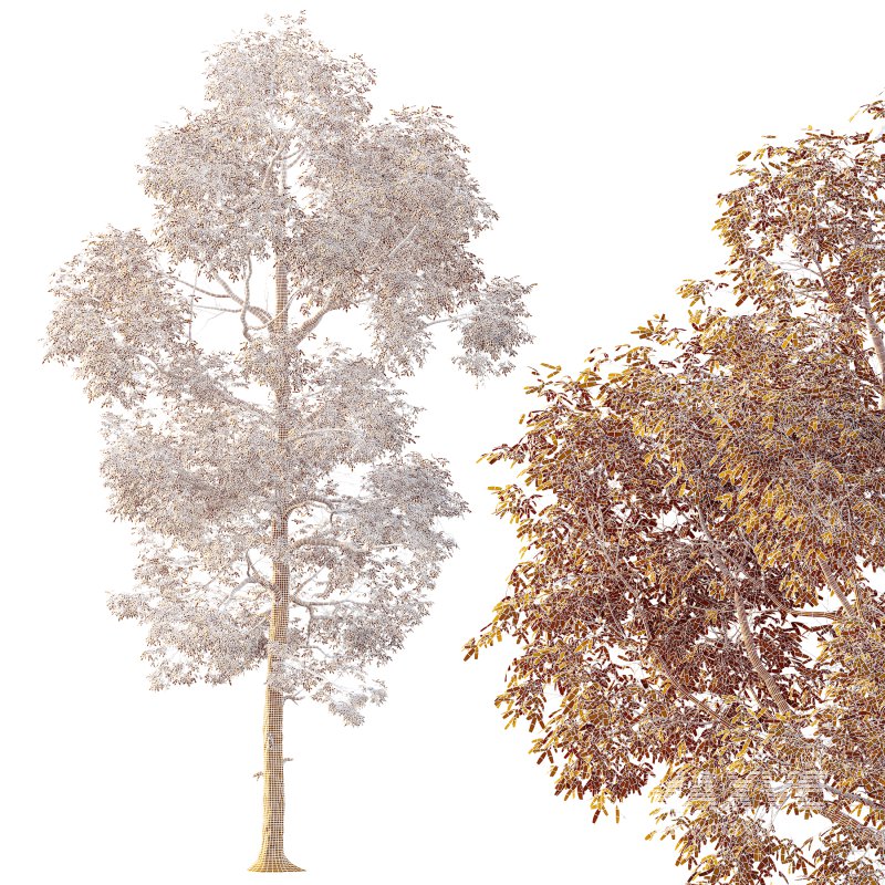 AV Plants Carya Glabra Ovalis Caryer Rouge Hickory - Image 4