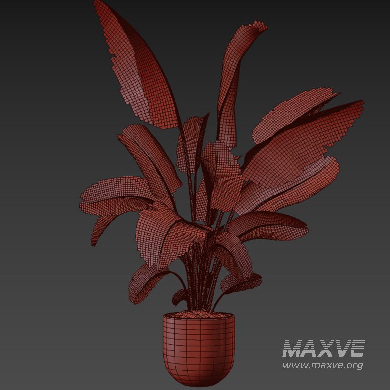 indoor plant 030 - Image 5