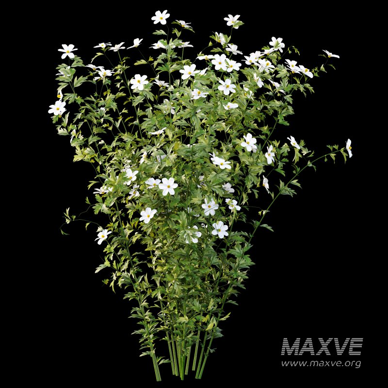 Different bush 17 - Image 4