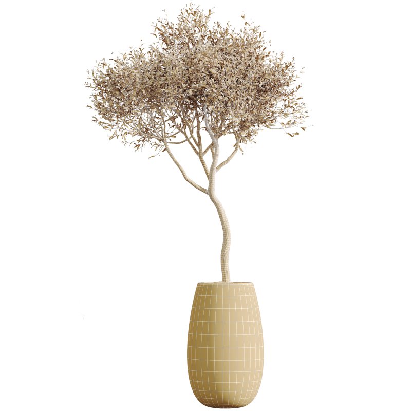 AV Indoor Plants Set 244 Ficus Indian Spineless Yucca Zamiifolia Mission Olive Alocasia - Image 7