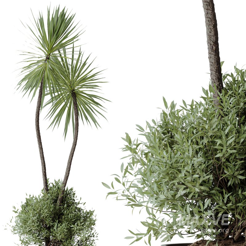 AV Indoor Plants Set 246 Ficus Braid and Beech Olea and Bonsai Pinus and Spineless Yucca and Olive - Image 4