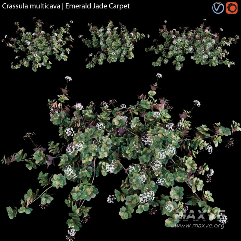 Crassula multicava – Emerald Jade Carpet – 01 - Image 1