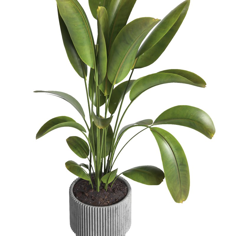 indoor plant 038 - Image 3