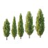 Italian Cypress Tree 4 - Thumbnail 1