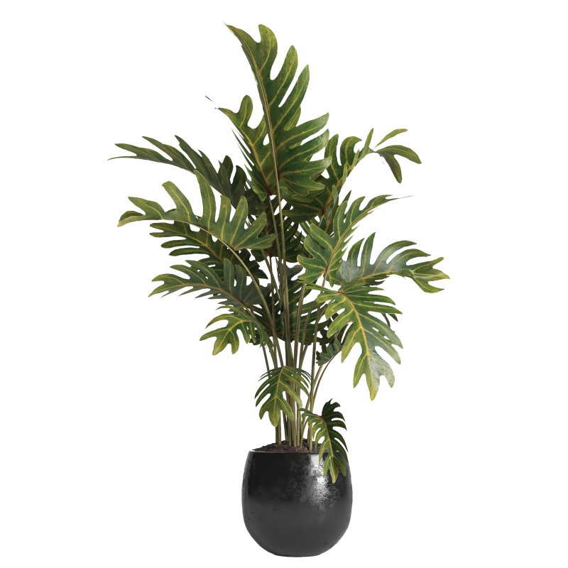 indoor plant 036 - Image 2