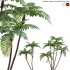 Cyathea cooperi – Australian Tree Fern – 01 - Thumbnail 1