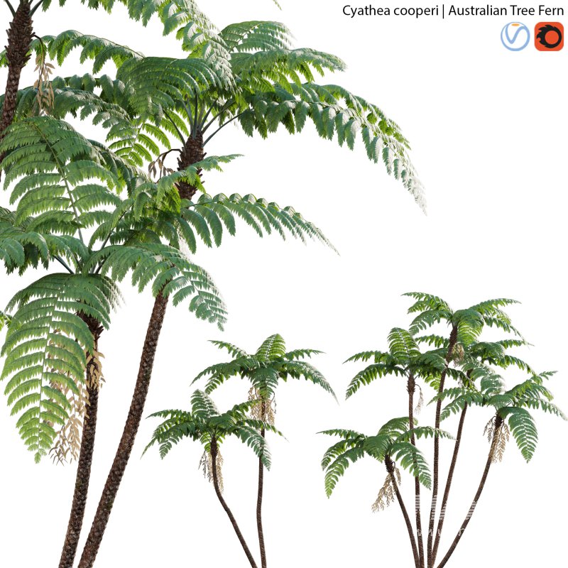Cyathea cooperi – Australian Tree Fern – 01 - Image 1