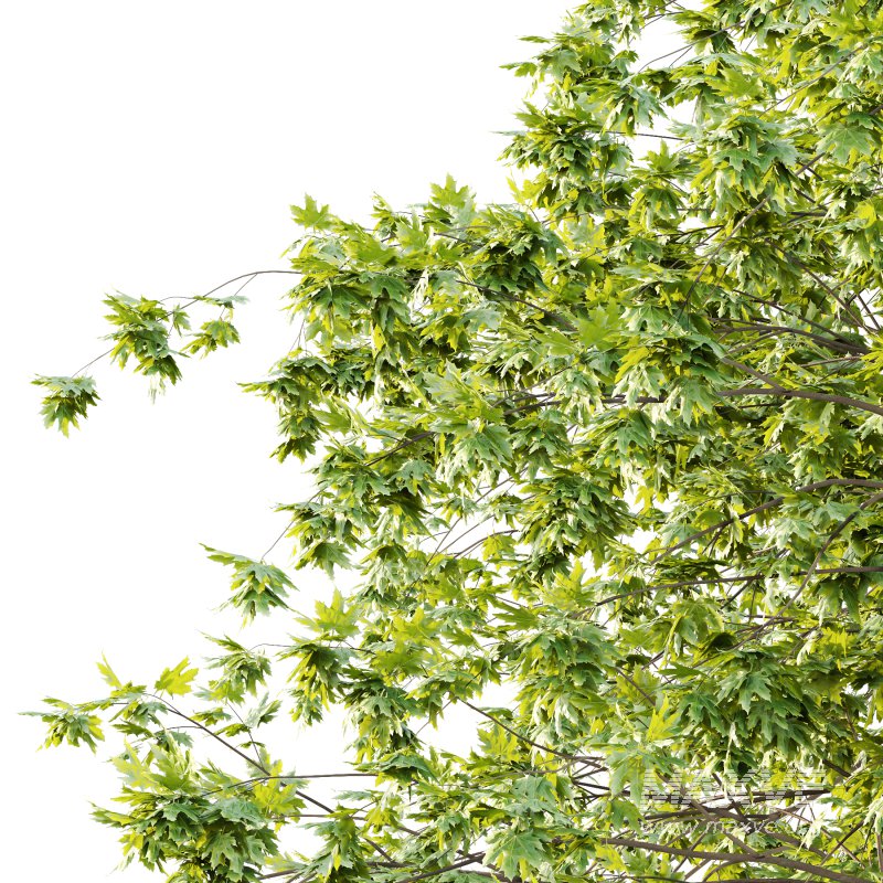 Acer Pseudoplatanus Tree 08 - Image 3