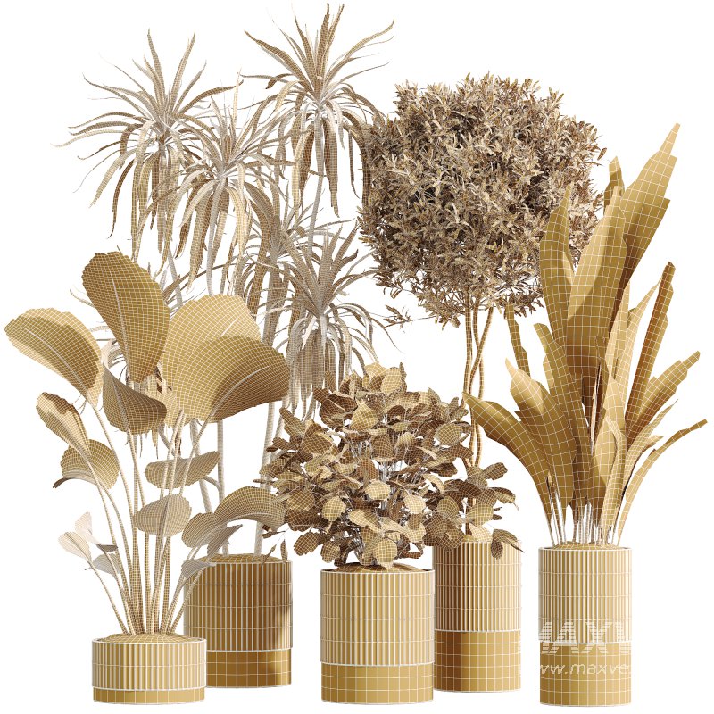 AV Indoor Plants Set 245 Bird Of Paradise Lime Cane Olive Branche Cast Iron Plant - Image 6