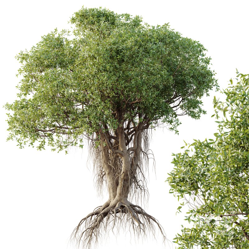 AV Plants Mangrove Gray Avicennia Marina02 - Image 2