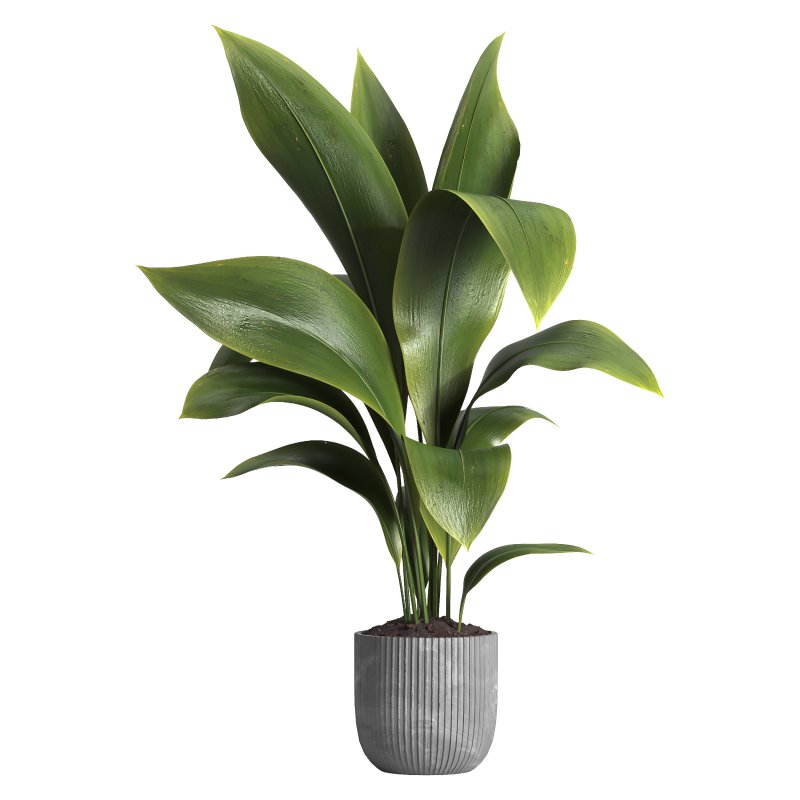 Indoor plant 015 - Image 1