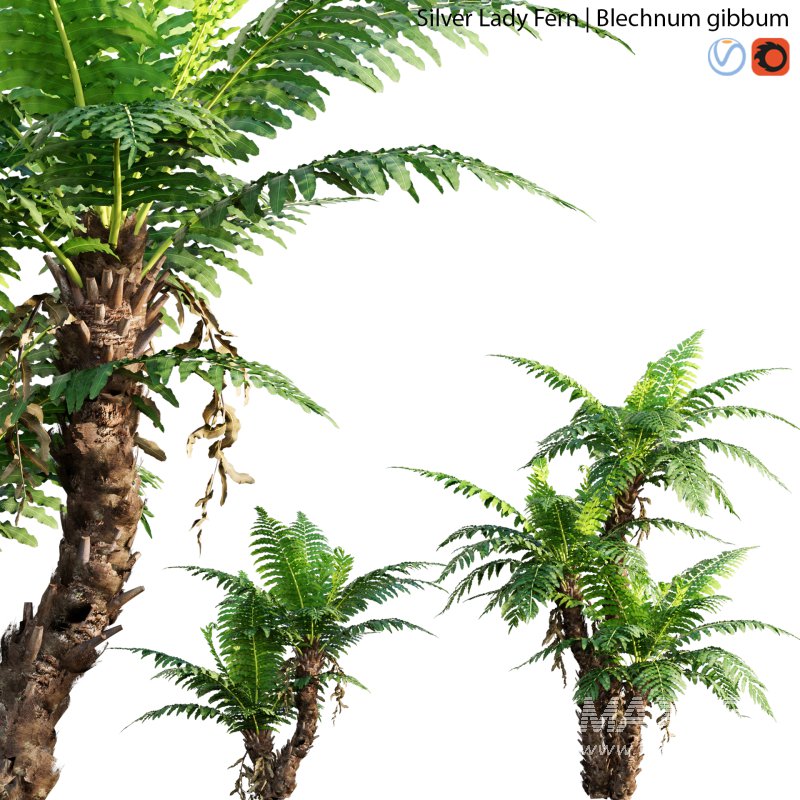 Silver Lady Fern – Blechnum gibbum – 01 - Image 1